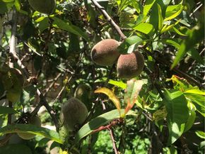 18 Paseo Canos, San Clemente CA 92673