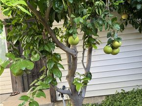 1115 E Truman, West Covina CA 91790