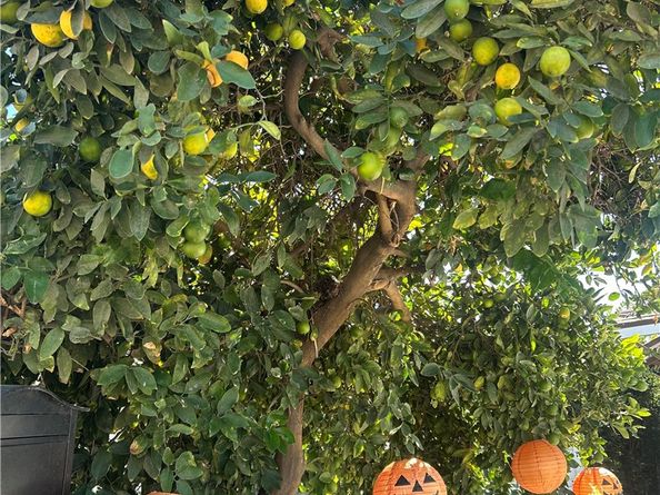 222 W 87th, Los Angeles CA 90003