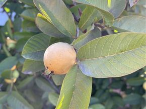 218 W Gardner, Long Beach CA 90805