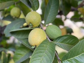 218 W Gardner, Long Beach CA 90805