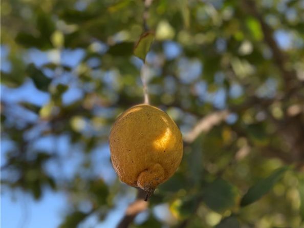 218 W Gardner, Long Beach CA 90805