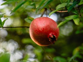 151 E LONGDEN Avenue, Arcadia CA 91006