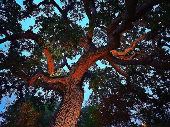 1239 Sunrise Ridge Dr, Lafayette CA 94549