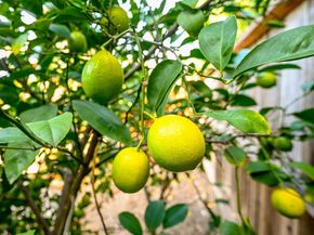 9985 Windsor Way, San Ramon CA 94583