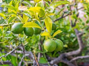 1444 Scenic Ave, Berkeley CA 94708