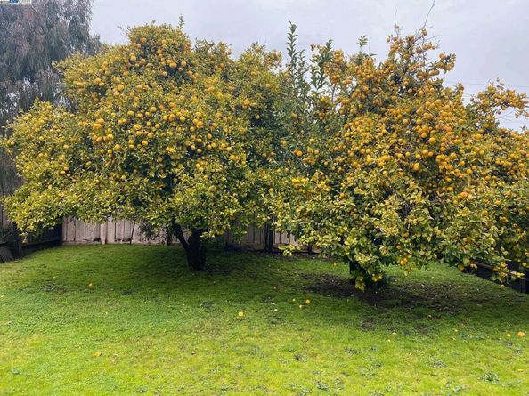 549 Pacific Ave, Alameda CA 94501