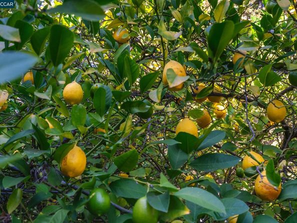 471 El Rio, Danville CA 94526