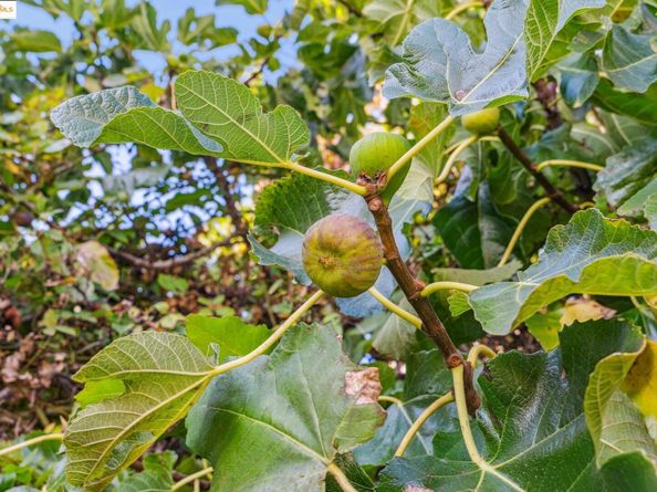 3412 Magnolia St, Oakland CA 94608