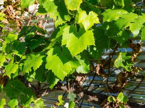 3412 Magnolia St, Oakland CA 94608