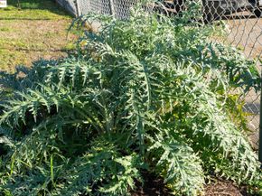 3412 Magnolia St, Oakland CA 94608