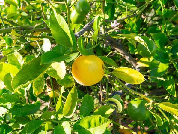 3412 Magnolia St, Oakland CA 94608