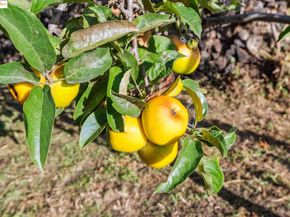 3412 Magnolia St, Oakland CA 94608