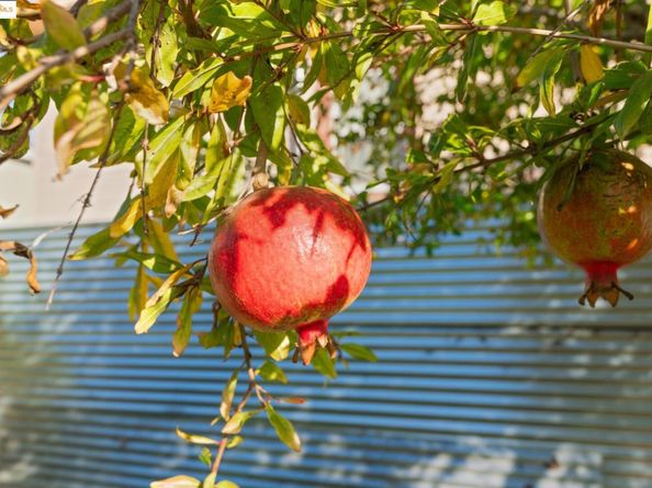 3412 Magnolia St, Oakland CA 94608