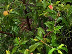 53 Mountford, Hull MA 02045