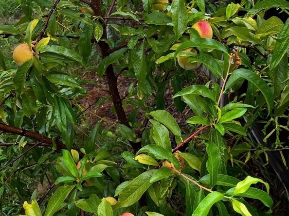 53 Mountford, Hull MA 02045