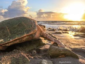 1605 S Us Highway 1 4d, Jupiter FL 33477