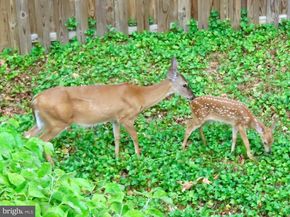 2519 Buckelew Drive, Falls Church VA 22046