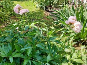 4341 Germantown Avenue, Philadelphia PA 19140