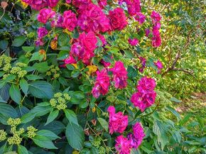 4341 Germantown Avenue, Philadelphia PA 19140