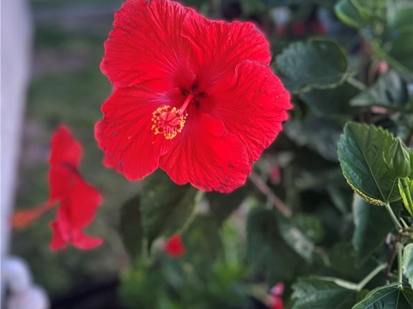 12202 Wutzke Street, Garden Grove CA 92845