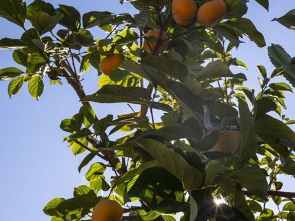 2010 Isabel Street, Los Angeles CA 90065