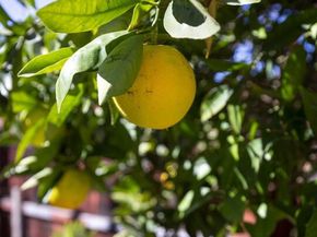 2010 Isabel Street, Los Angeles CA 90065