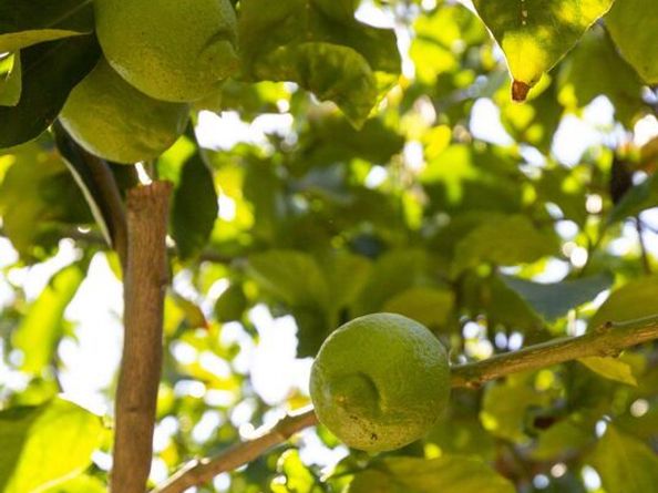 2010 Isabel Street, Los Angeles CA 90065