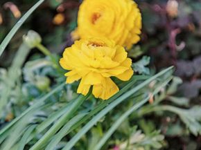 1622 Scenic Ave, Berkeley CA 94709