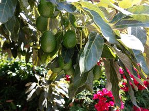 1655 12th Street, Oakland CA 94607