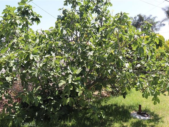 2407 W 74th Street, Los Angeles CA 90043