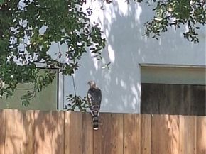 11944 Briarvale Lane, Studio City CA 91604