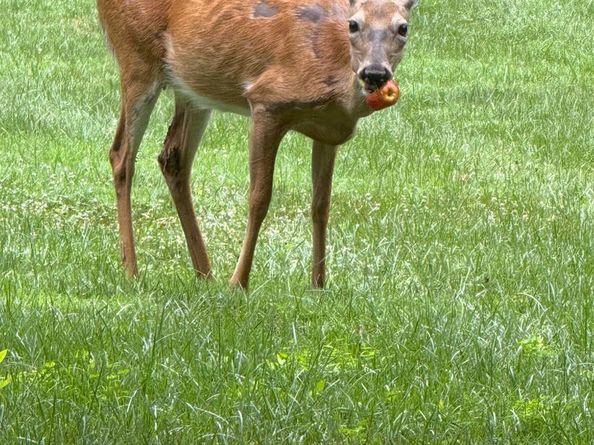 2714 Hunter Mill Road, Oakton VA 22124