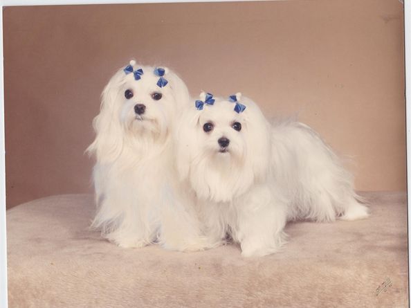 3015 N Ocean Blvd 9C, Fort Lauderdale FL 33308