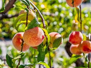 666 46th St, Oakland CA 94609