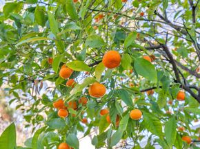 282 Del Valle Ct, Pleasanton CA 94566