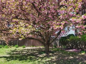 9 Mayfield Rd, Belmont MA 02478