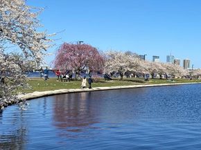 26 Waverly St 410, Boston MA 02135