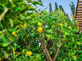 344 W Oakwood Boulevard, Redwood City CA 94061