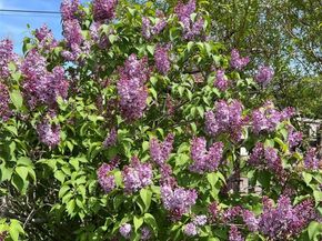 4528 W 27th Avenue, Denver CO 80212