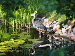 301 Fairfield Lane, Louisville CO 80027