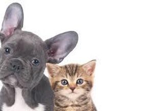 20 West Street 8A, New York NY 10004