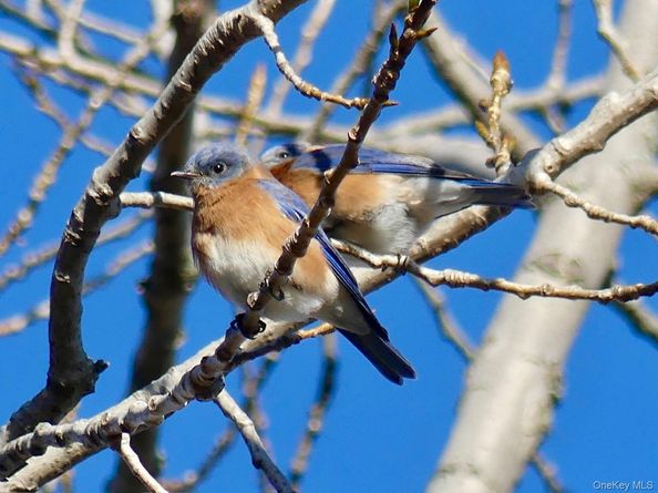 904 Dean Avenue, Bronx NY 10465