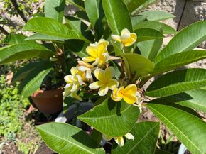 1637 Paraiso Avenue, Spring Valley CA 91977