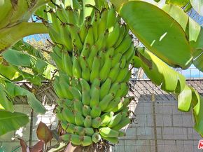 12467 Beatrice Street, Los Angeles CA 90066