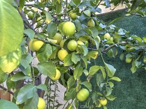 12325 Sweetbriar, Pacoima CA 91331