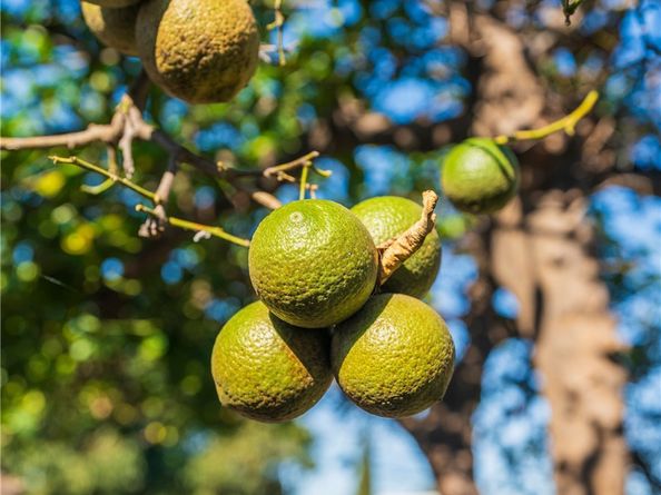 1680 S Rimpau Boulevard, Los Angeles CA 90019