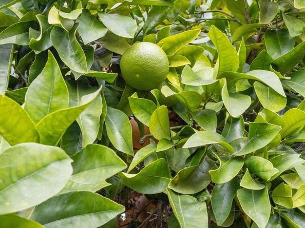 334 Date Avenue, Carlsbad CA 92008