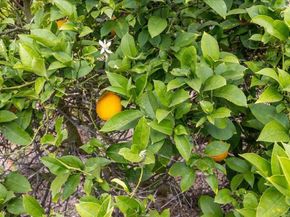 334 Date Avenue, Carlsbad CA 92008