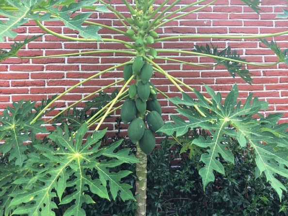 6609 Scribner Road, Houston TX 77074